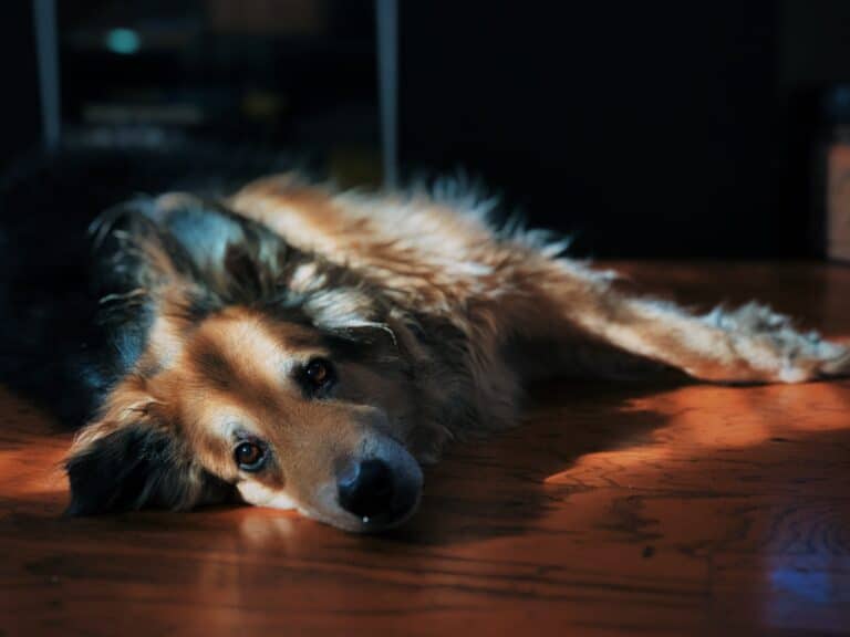 Líný pes ležící na zemi